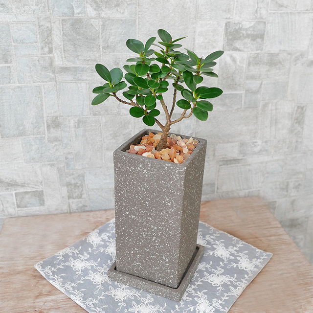 パンダガジュマル（盆栽仕立て）　陶器鉢植え