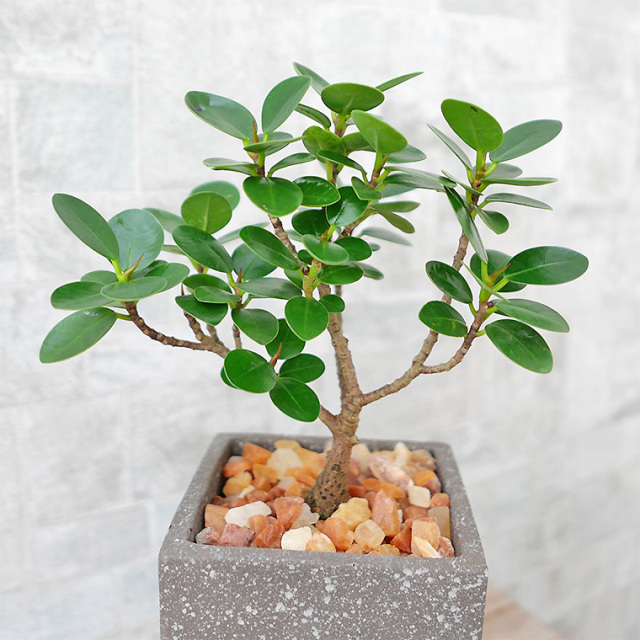パンダガジュマル（盆栽仕立て） 陶器鉢植え 観葉植物と植木鉢の専門店