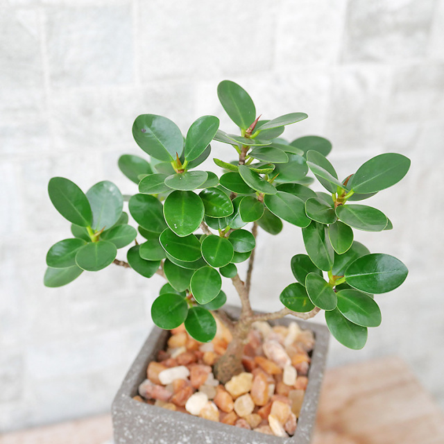 沖縄産　パンダガジュマル盆栽 パンダガジュマル（盆栽仕立て） 陶器鉢植え 観葉植物と植木鉢の専門店