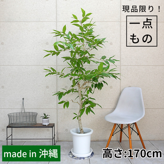 アマゾンオリーブ-020　9号鉢