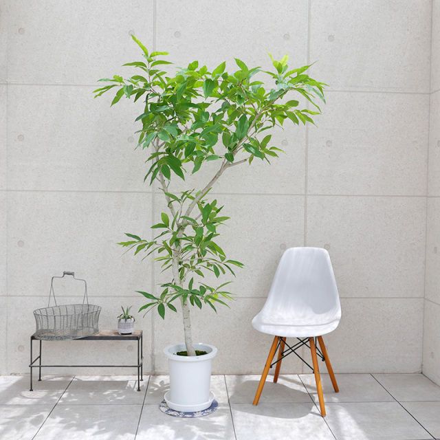 アマゾンオリーブ-019 9号鉢 観葉植物と植木鉢の専門店cocolate