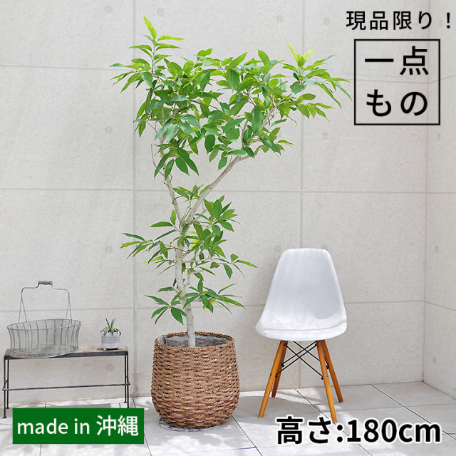 10号 観葉植物と植木鉢の専門店cocolate（ココレート）