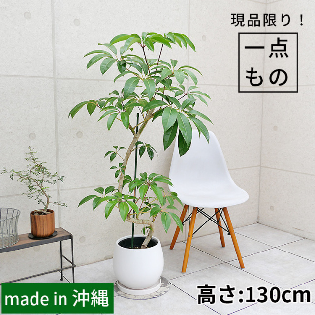 ツピダンサス-030　陶器鉢カバー付き（マットシリーズ/ムーン）