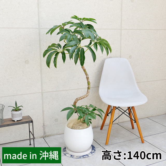 ツピダンサス　陶器鉢カバー付き（マットシリーズ/ムーン）
