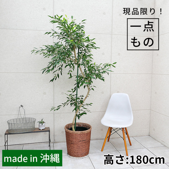 10号 観葉植物と植木鉢の専門店cocolate（ココレート）