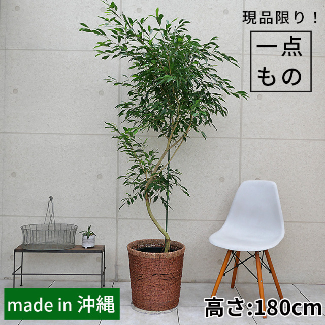 ベンジャミン・ヌダ-004 10号鉢 観葉植物と植木鉢の専門店cocolate