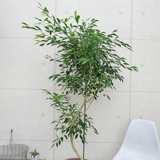 ベンジャミン・ヌダ-004 10号鉢 観葉植物と植木鉢の専門店cocolate