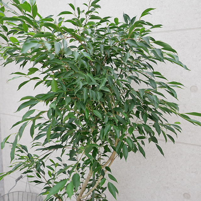 ベンジャミン・ヌダ-004 10号鉢 観葉植物と植木鉢の専門店cocolate