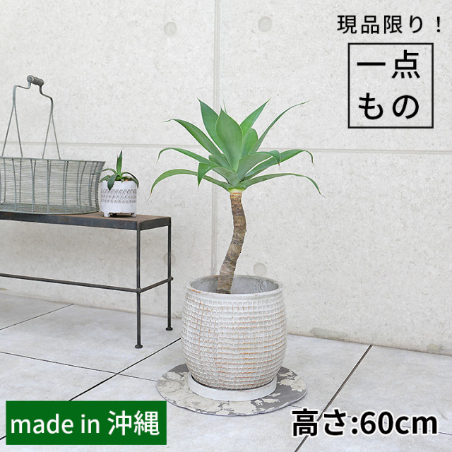 小鉢(高さ:30～80cm)サイズの観葉植物通販｜Cocolate（ココレート）