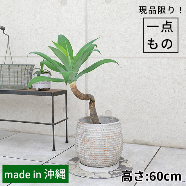 10,001～15,000円 観葉植物と植木鉢の専門店cocolate（ココレート）