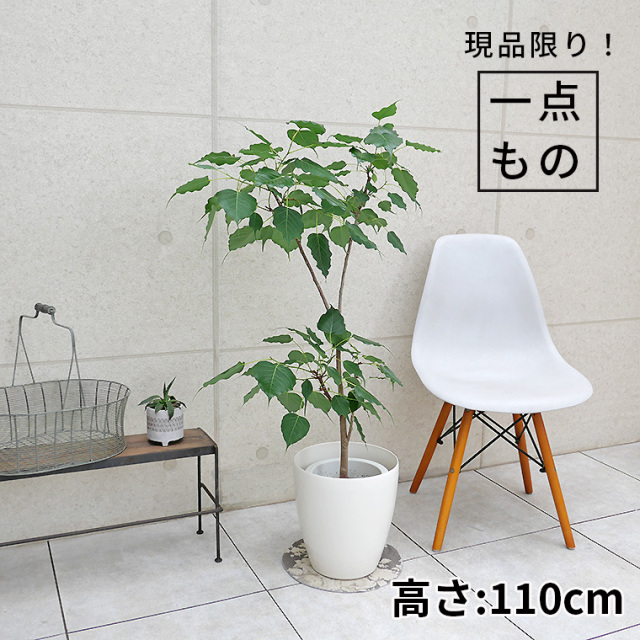 フィカス（ゴムの仲間） 観葉植物と植木鉢の専門店cocolate（ココレート）