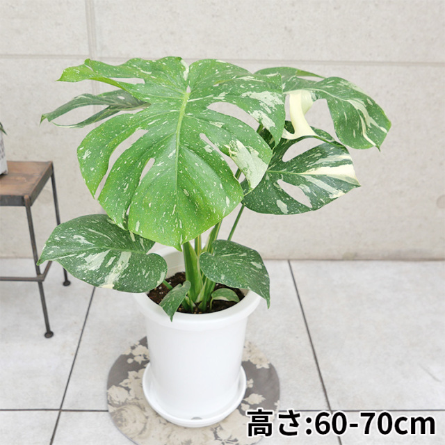 希少種】モンステラ・タイコンステレーション 7号鉢 観葉植物と植木鉢