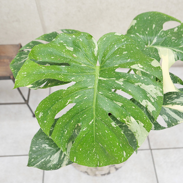希少種】モンステラ・タイコンステレーション 7号鉢 観葉植物と植木鉢
