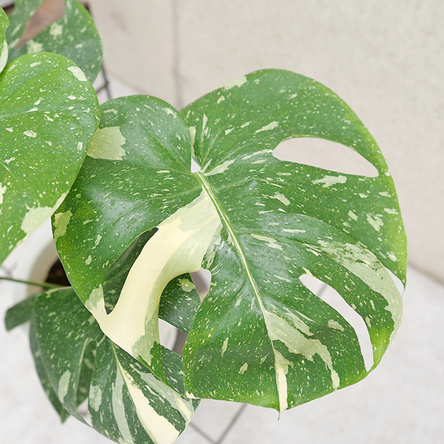 希少種】モンステラ・タイコンステレーション-001 7号鉢 観葉植物と