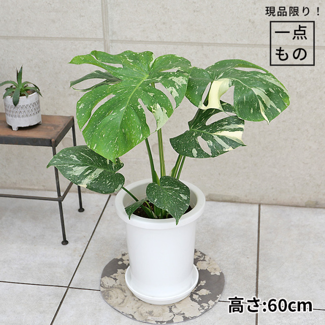 モンステラ 観葉植物と植木鉢の専門店cocolate（ココレート）
