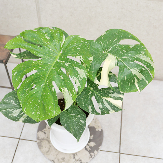 希少種】モンステラ・タイコンステレーション-001 7号鉢 観葉植物と