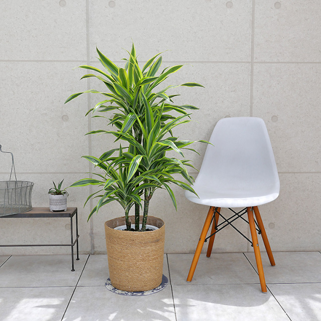 ドラセナ 観葉植物と植木鉢の専門店cocolate（ココレート）