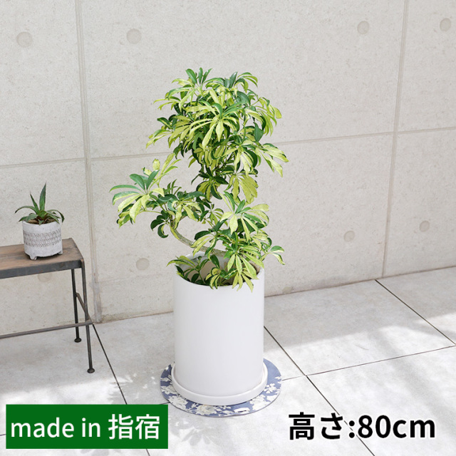シェフレラ・アッシュフォリア 陶器鉢カバー付き・Lサイズ（マット