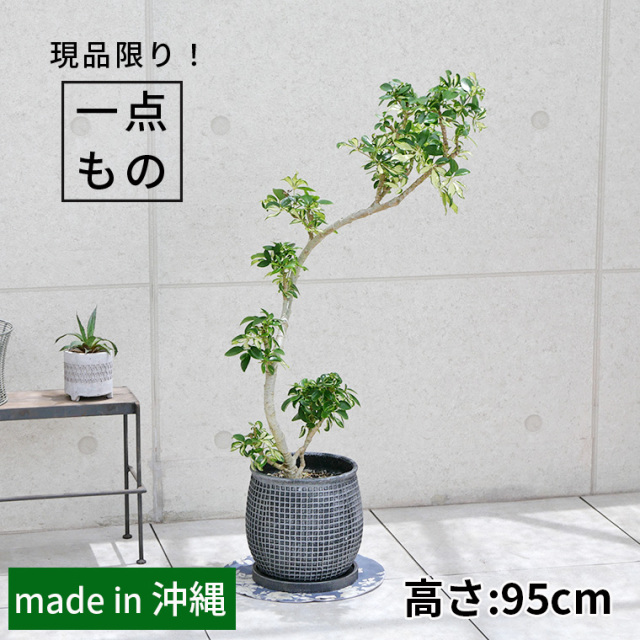シェフレラ・グランディ-001 陶器鉢植え（マリア/サークル） 観葉植物