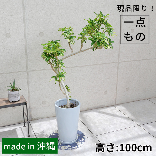 シェフレラ・グランディ-002　陶器鉢植え・Mサイズ（ラウンド）