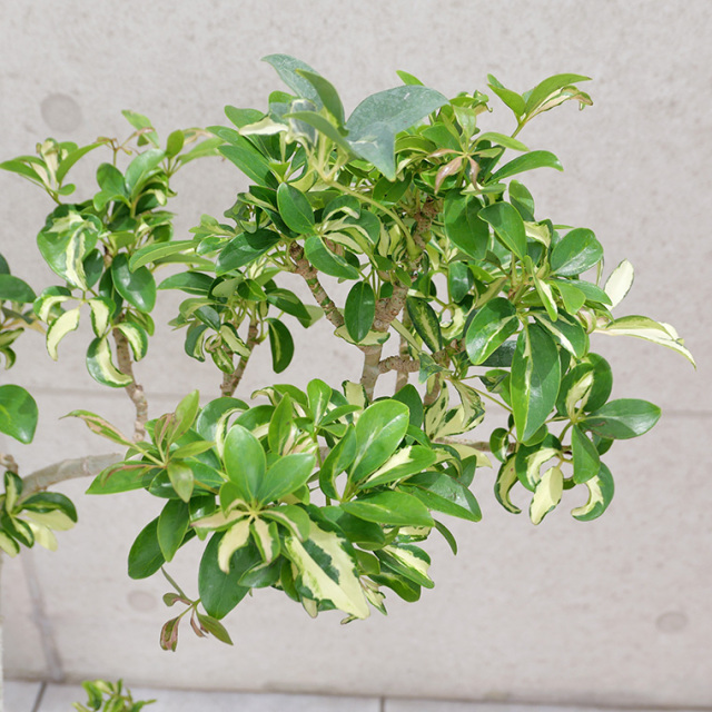 シェフレラ・グランディ-002　陶器鉢植え・Mサイズ（ラウンド）