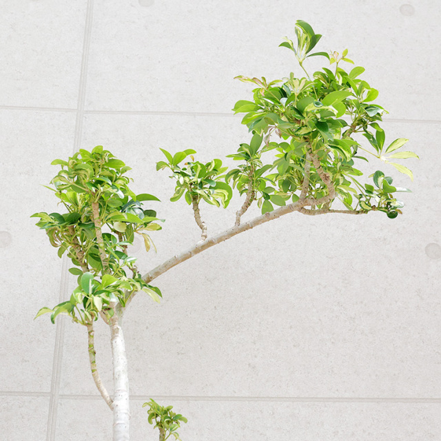 シェフレラ・グランディ-002　陶器鉢植え・Mサイズ（ラウンド）