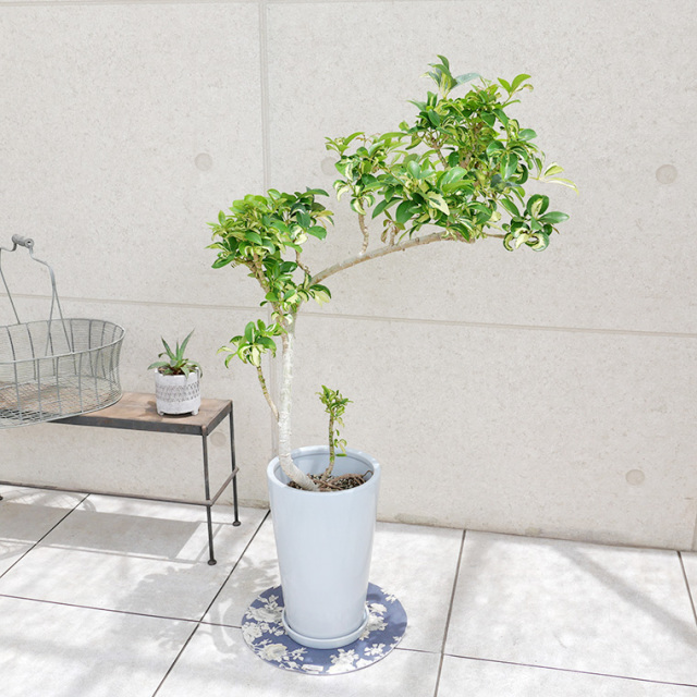 シェフレラ・グランディ-002　陶器鉢植え・Mサイズ（ラウンド）