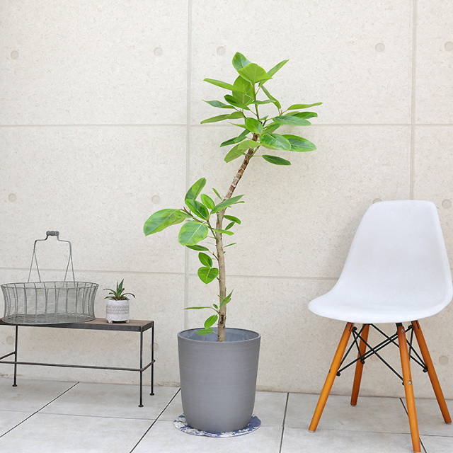 フィカス（ゴムの仲間） 観葉植物と植木鉢の専門店cocolate（ココレート）