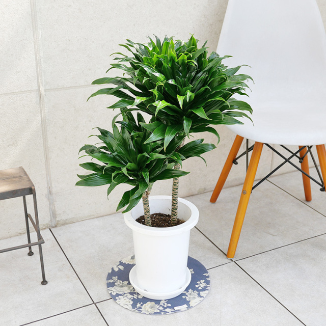 ドラセナ 観葉植物と植木鉢の専門店cocolate（ココレート）