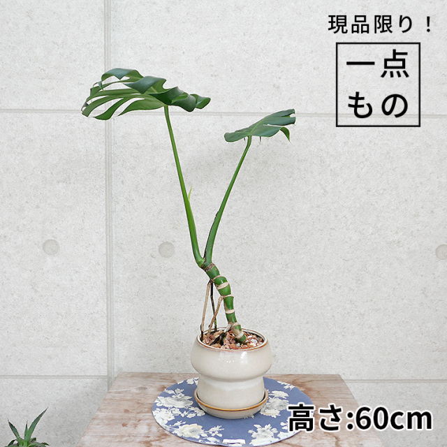 モンステラ・デリシオーサ 幹上がり-019 陶器鉢植え（マッシュ・M