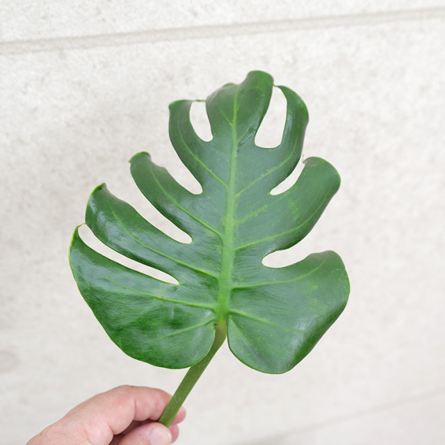 モンステラ・デリシオーサ　幹上がり-019　陶器鉢植え（マッシュ・M）