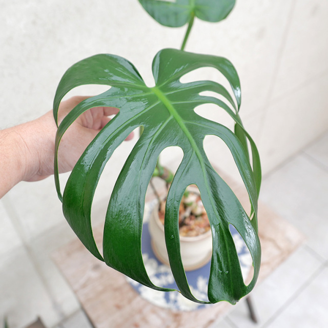 モンステラ・デリシオーサ　幹上がり-019　陶器鉢植え（マッシュ・M）