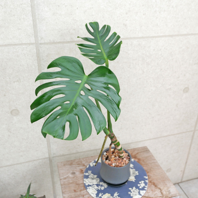 モンステラ・デリシオーサ　幹上がり-020　陶器鉢植え（スポール・M）