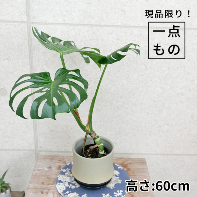 モンステラ・デリシオーサ　幹上がり-021　陶器鉢カバー付（スポール・L）