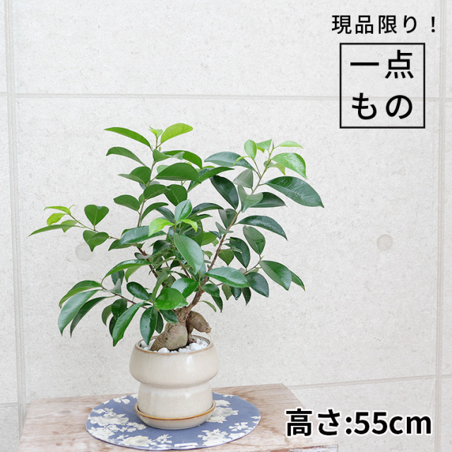 フィカス（ゴムの仲間） 観葉植物と植木鉢の専門店cocolate（ココレート）