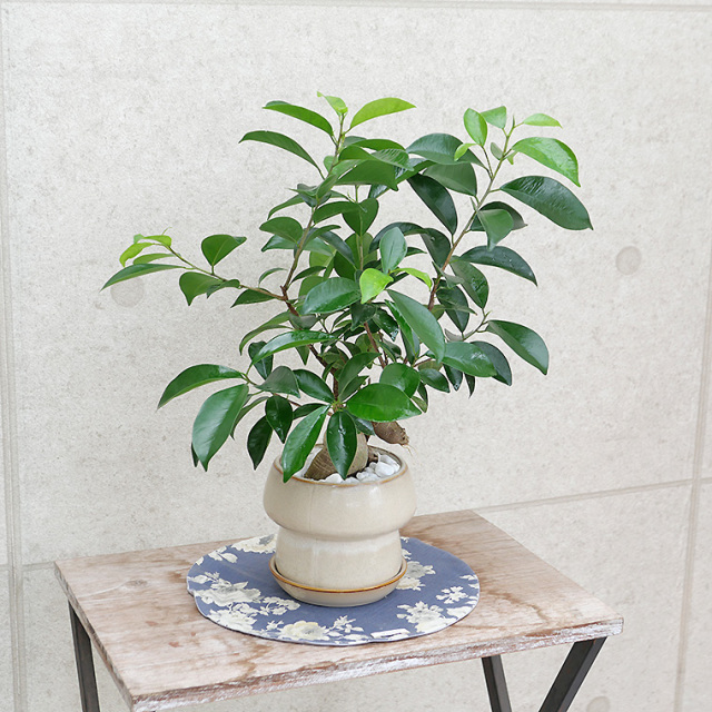 ちょっと大きめの人参ガジュマル-011　陶器鉢植え（マッシュ・M）