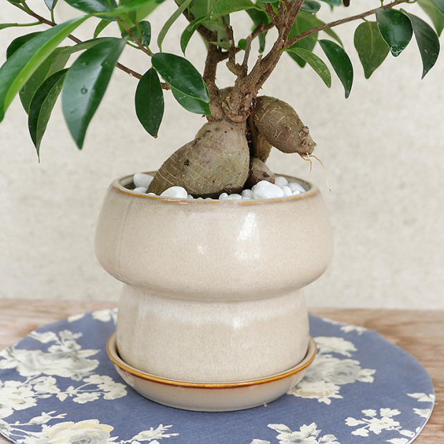 ちょっと大きめの人参ガジュマル-011　陶器鉢植え（マッシュ・M）