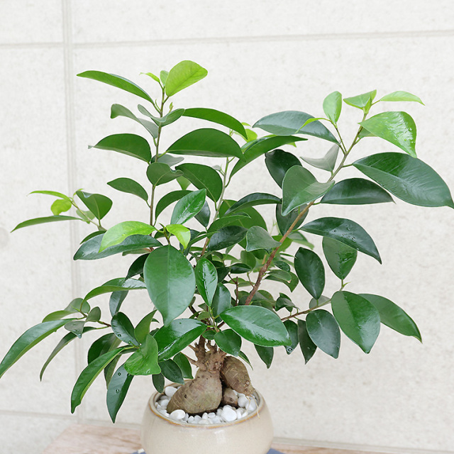 ちょっと大きめの人参ガジュマル-011　陶器鉢植え（マッシュ・M）