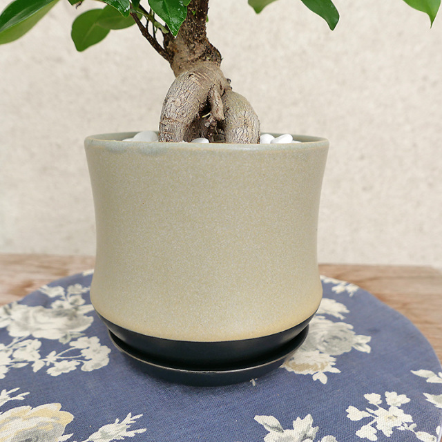 ちょっと大きめの人参ガジュマル-012　陶器鉢植え（スポール・M）