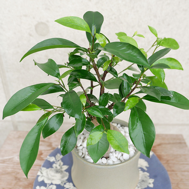 ちょっと大きめの人参ガジュマル-012　陶器鉢植え（スポール・M）