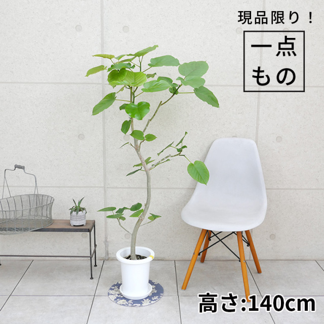 フィカス ウンベラータ 観葉植物と植木鉢の専門店cocolate（ココレート）