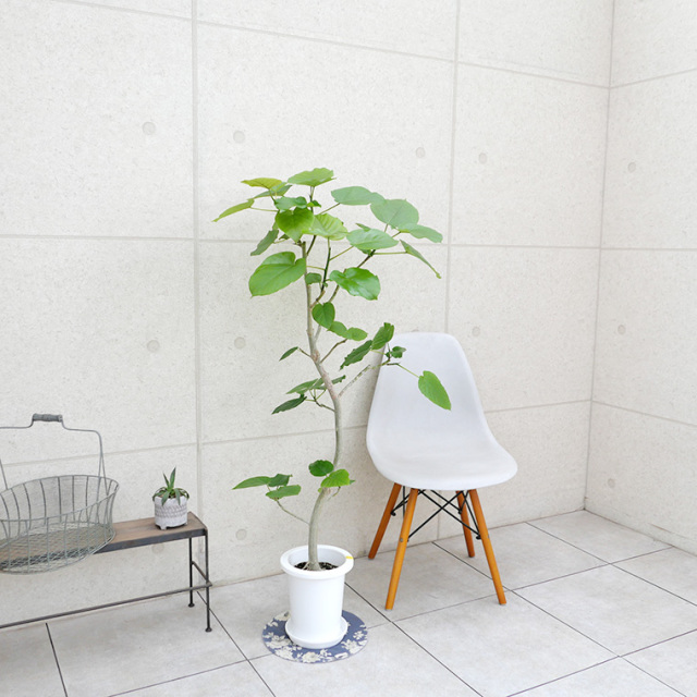 フィカス・ウンベラータ-142 7号鉢 観葉植物と植木鉢の専門店cocolate