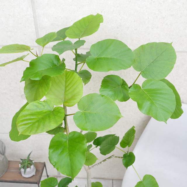フィカス・ウンベラータ-142 7号鉢 観葉植物と植木鉢の専門店cocolate