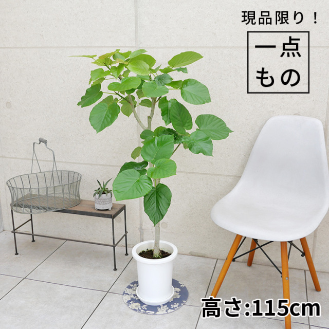 フィカス・ウンベラータ-143 7号鉢 観葉植物と植木鉢の専門店cocolate