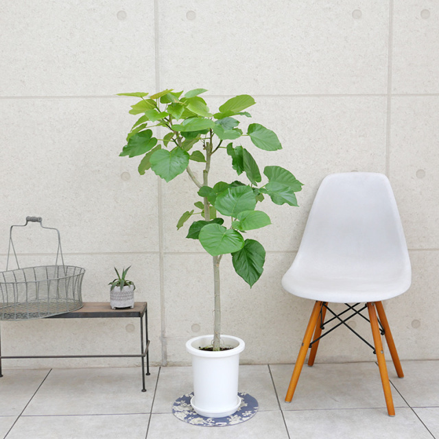 フィカス・ウンベラータ-143 7号鉢 観葉植物と植木鉢の専門店cocolate