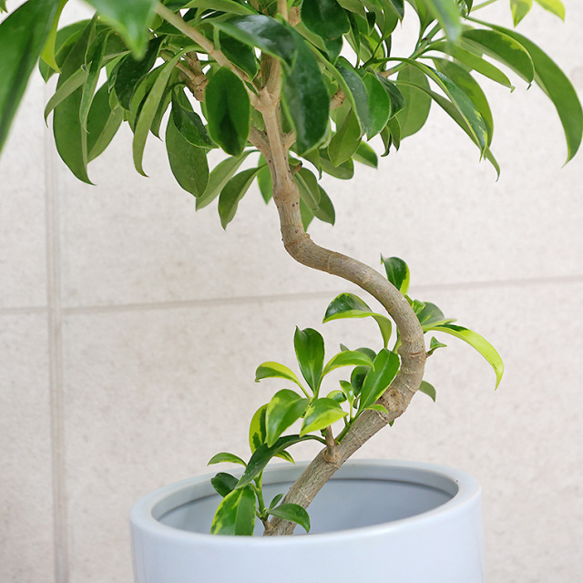 ファグラエア・ベルテロアナ　バリエガータ　陶器鉢植え・M（ラウンド）