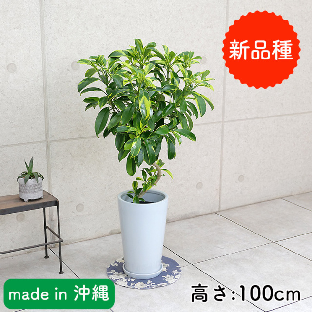 その他観葉植物 K その他 観葉植物と植木鉢の専門店cocolate（ココレート）