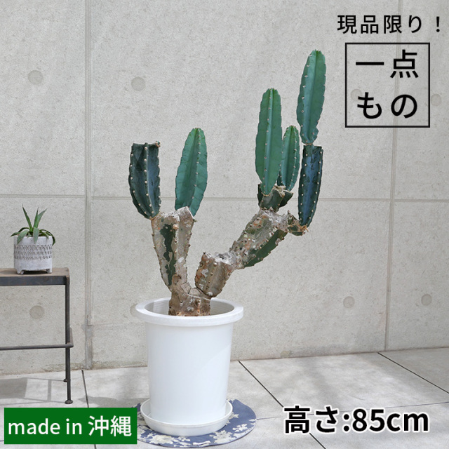 サボテン・多肉植物 観葉植物と植木鉢の専門店cocolate（ココレート）