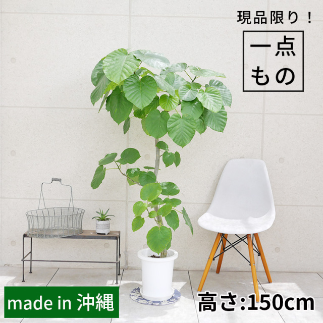 フィカス・ウンベラータ-144　8号鉢 