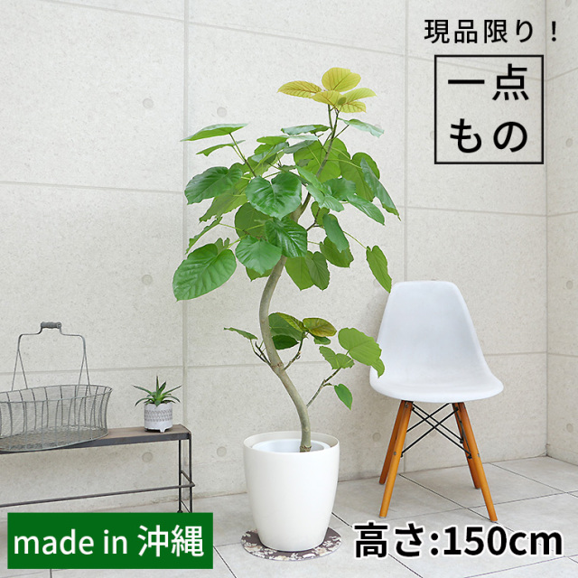 カシワバゴム・バンビーノ（フィカス・リラータ）-019 陶器鉢カバー